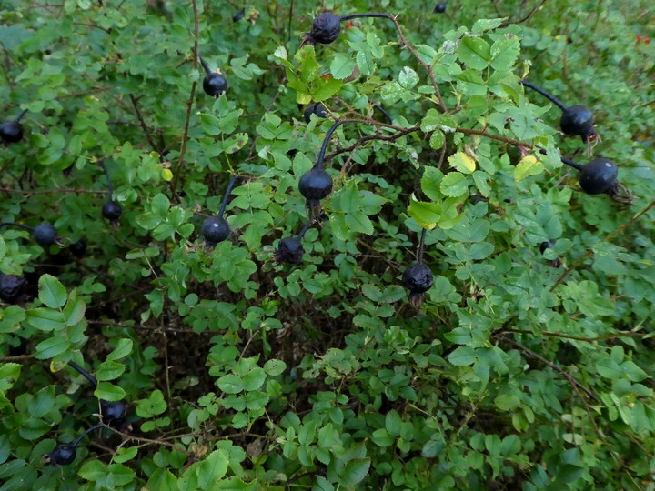 Rosa spinosissima