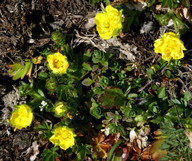 Potentilla tabernaemontani