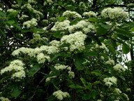 Sorbus intermedia