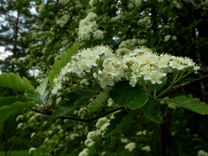 Sorbus intermedia