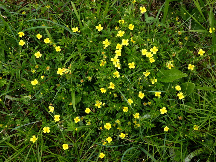 Potentilla erecta