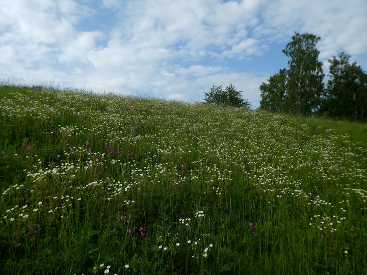 Potentilla rupestris