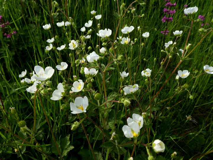 Potentilla rupestris