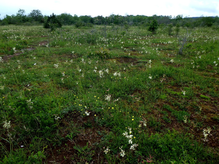 Filipendula vulgaris