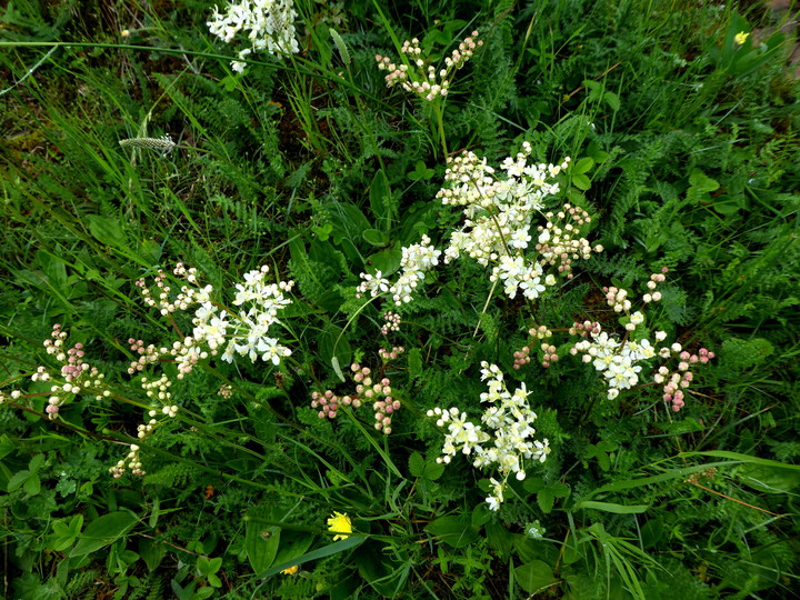 Filipendula vulgaris