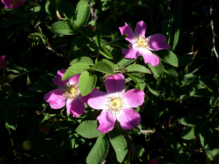 Rosa villosa