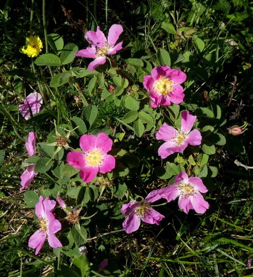 Rosa villosa