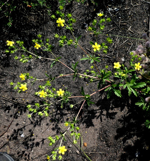 Potentilla norvegica