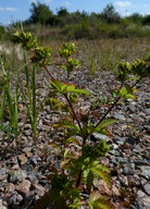 Potentilla thuringiaca