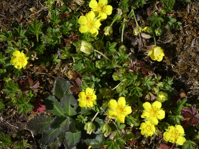 Potentilla viridis