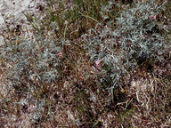 Astragalus arenarius