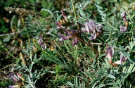 Astragalus arenarius