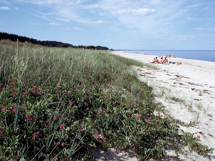 Lathyrus japonicus ssp. maritimus