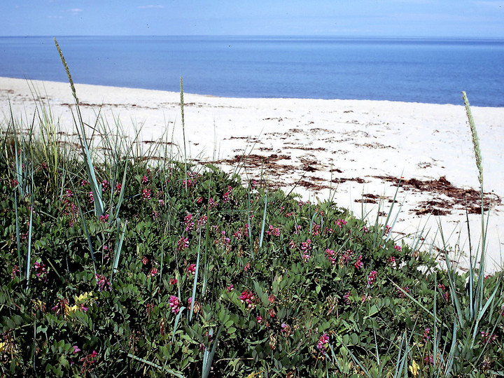 Lathyrus japonicus ssp. maritimus