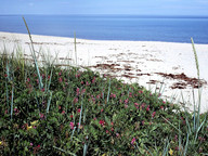 Lathyrus japonicus ssp. maritimus