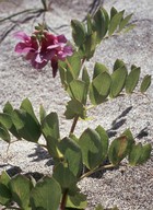 Lathyrus japonicus ssp. maritimus