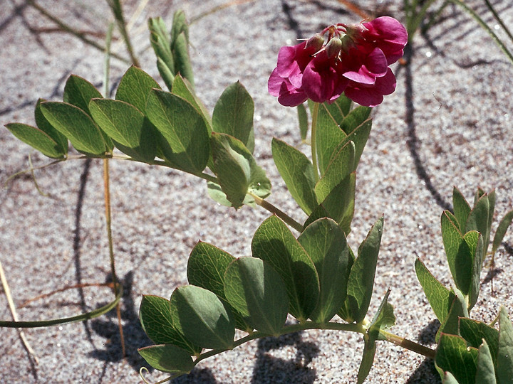 Lathyrus japonicus ssp. maritimus