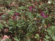 Lathyrus vernus