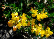 Lotus corniculatus