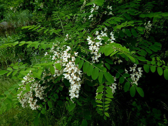 Robinia pseudoacacia