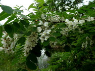 Robinia pseudoacacia