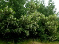 Robinia pseudoacacia