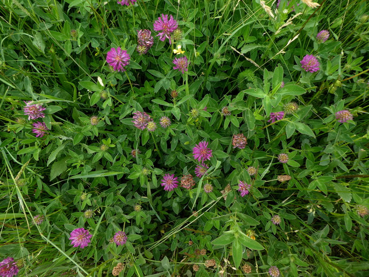 Trifolium medium