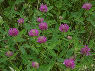 Trifolium medium