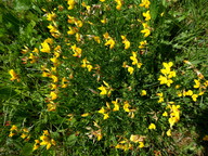 Lotus corniculatus