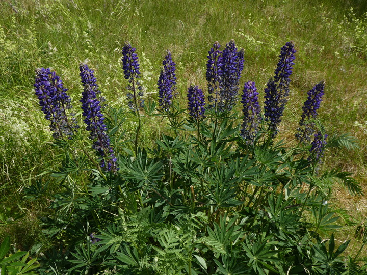 Lupinus polyphyllus