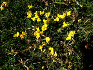 Lotus corniculatus