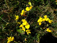 Lotus corniculatus