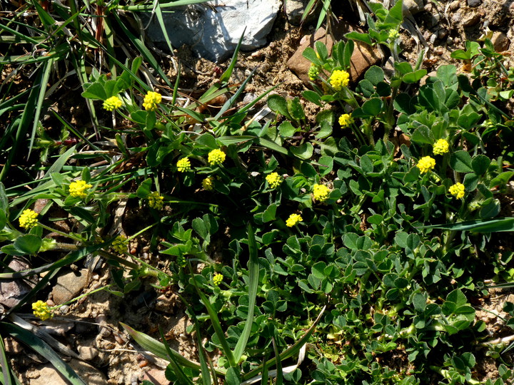 Medicago lupulina