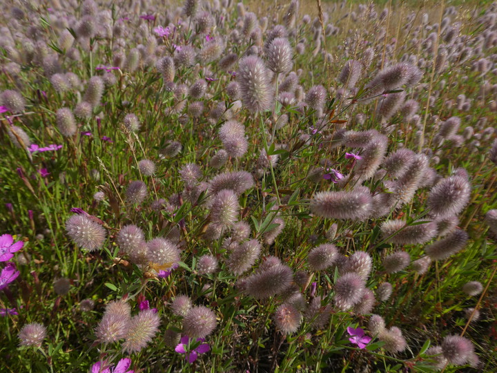 Trifolium arvense