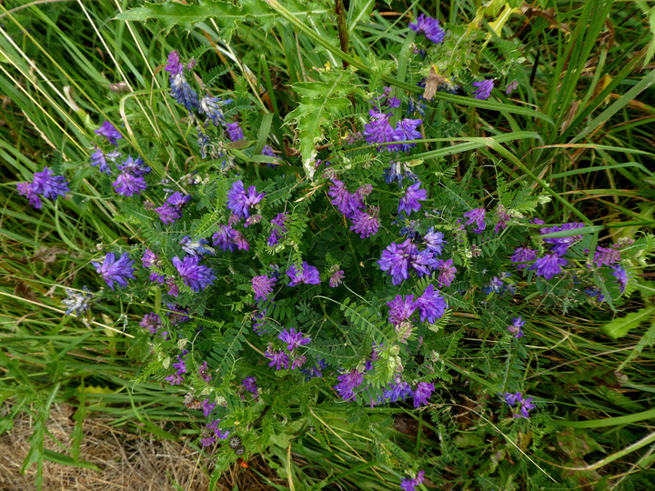 Vicia cracca