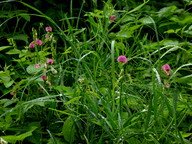 Lathyrus sylvestris