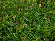 Lathyrus sylvestris