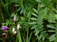 Vicia cassubica