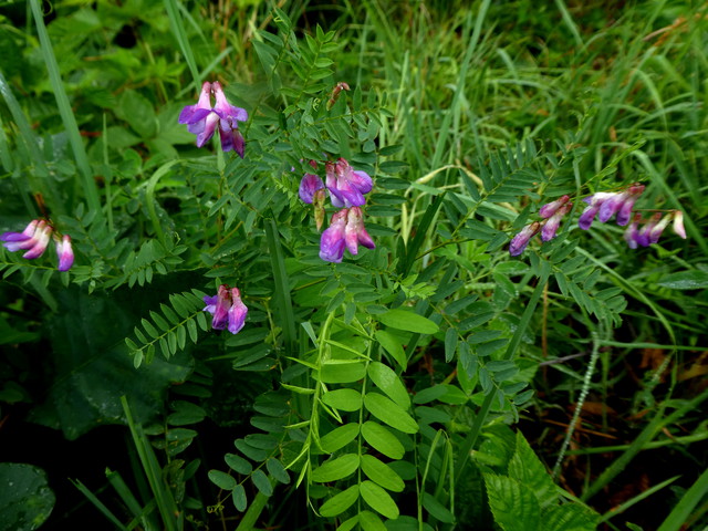 Vicia cassubica