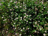 Trifolium hybridum