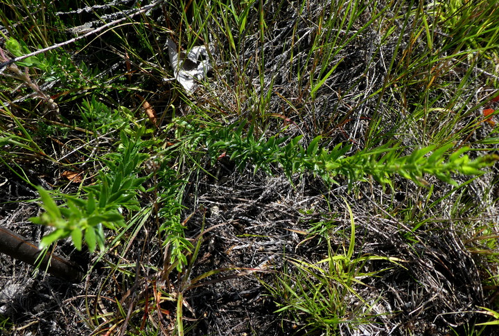 Genista germanica