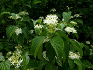 Cornus sericea