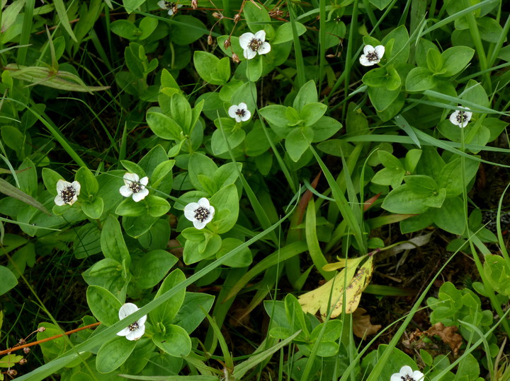 Cornus suecica