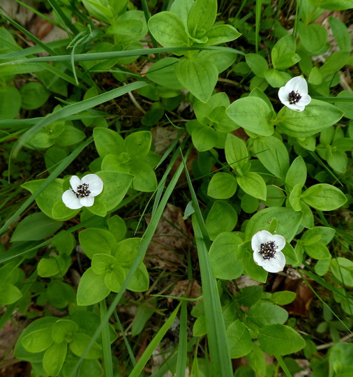 Cornus suecica