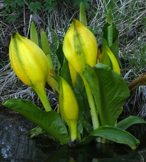 Lysichiton americanus