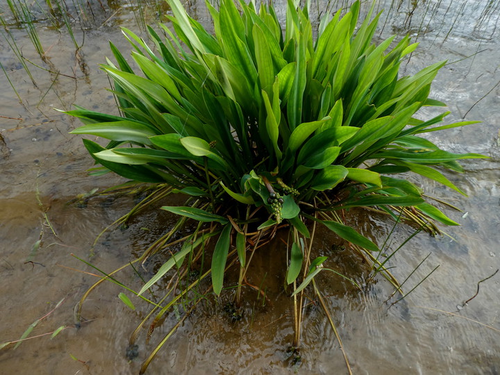 Orontium aquaticum