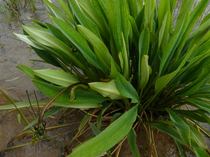 Orontium aquaticum