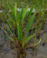 Orontium aquaticum