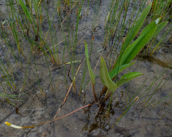 Orontium aquaticum