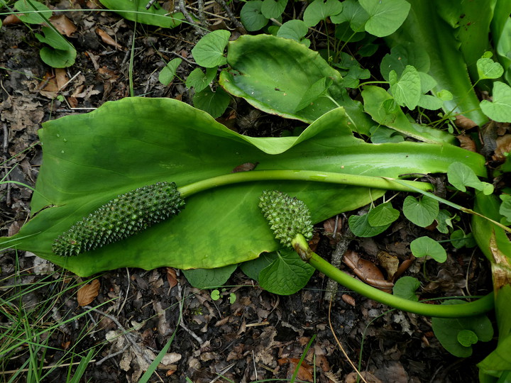 Lysichiton sp.